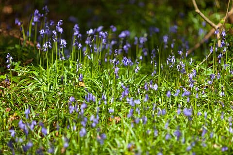 Yet More Bluebells