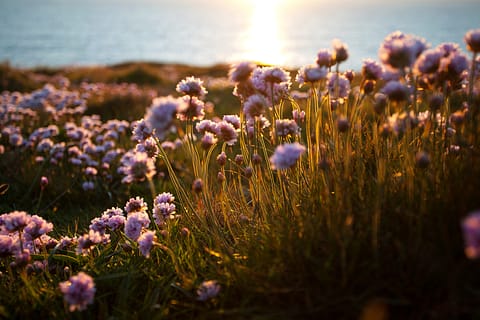 Sea Thrift Cliffs